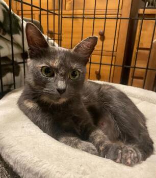 Rescue Domestic Short Hair Cats for Adoption in Cranbrook, British Columbia - Greyson (a.k.a. Mamacita) | PetCurious