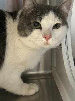 Gandalf -  Domestic Short Hair Cat for Adoption in Kansas City, Missouri - Gandalf | PetCurious