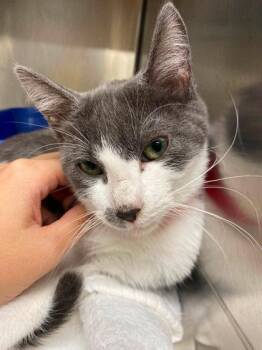 Masquerade -  Domestic Short Hair Cat for Adoption in Hobart, Indiana - Masquerade | PetCurious