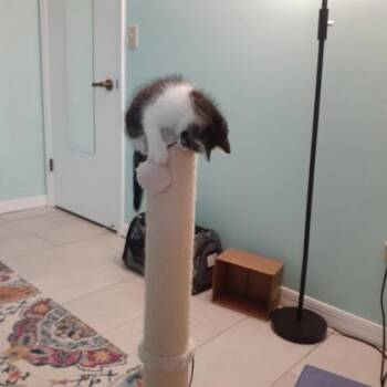 Velociraptor -  Domestic Short Hair Cat for Adoption in Daytona Beach, Florida - Velociraptor | PetCurious