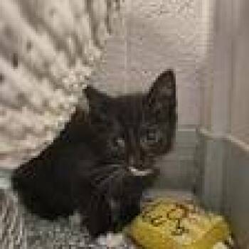 Buttercup -  Domestic Short Hair Cat for Adoption in Knoxville, Tennessee - Buttercup | PetCurious