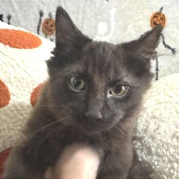 Rescue Domestic Medium Hair Cats for Adoption in Huntington, West Virginia - Monsoon- OKC | PetCurious