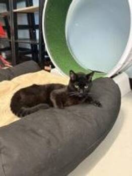 Sirius Black -  Domestic Short Hair Cat for Adoption in Boyne City, Michigan - Sirius Black | PetCurious