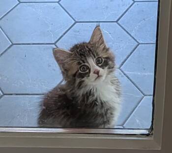 Fluffernutter -  Domestic Long Hair Cat for Adoption in Hudson, New Hampshire - Fluffernutter | PetCurious