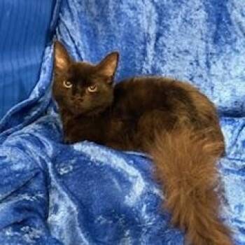 Rescue Maine Coon Cats for Adoption in Gainesville, Florida - Pepper | PetCurious