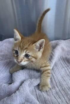 HERA -  Domestic Short Hair Cat for Adoption in Norco, California - HERA | PetCurious