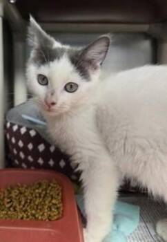 Toby -  Domestic Short Hair Cat for Adoption in North Myrtle Beach, South Carolina - Toby | PetCurious