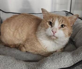 Domestic Short Hair Cats Available for Adoption - Ronnie | PetCurious