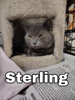 Sterling -  Domestic Short Hair Cat for Adoption in Ontonagon, Michigan - Sterling | PetCurious