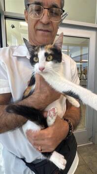 Domestic Short Hair Cats Available for Adoption - MELISSA | PetCurious