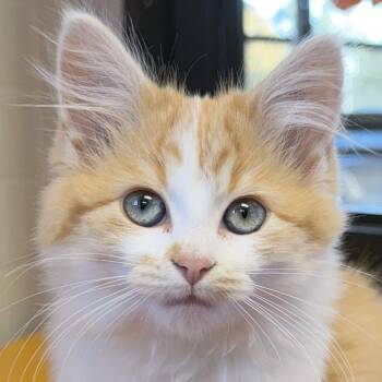 Marble -  Domestic Medium Hair Cat for Adoption in Jefferson, Wisconsin - Marble | PetCurious