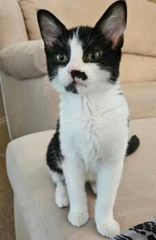 Sparkler -  Domestic Short Hair Cat for Adoption in Mokena, Illinois - Sparkler | PetCurious