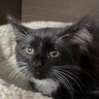 Taz -  Domestic Medium Hair Cat for Adoption in Buffalo, New York - Taz | PetCurious
