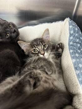 Simon -  Domestic Medium Hair Cat for Adoption in Yorkville, Illinois - Simon | PetCurious