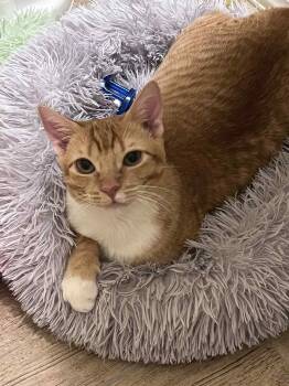 American Shorthair Cats Available for Adoption - Pumpkin  | PetCurious