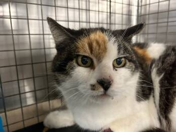 Rescue Calico Cats for Adoption in Westbury, New York - Callie West Moreland | PetCurious