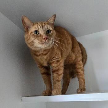 Mo -  Domestic Short Hair Cat for Adoption in Jasper, Indiana - Mo | PetCurious