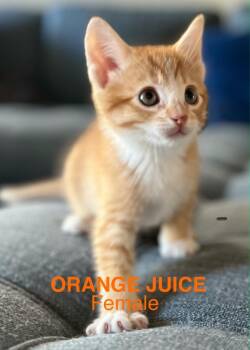 Domestic Short Hair Cats Available for Adoption in Darien, Georgia - Orange Juice | PetCurious