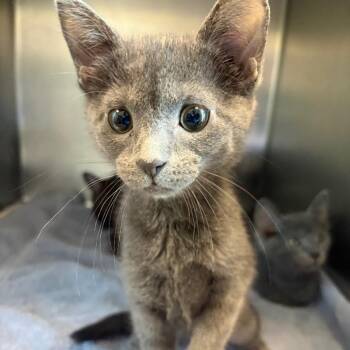 Domestic Short Hair Cats Available for Adoption in Council Bluffs, Iowa - Jean | PetCurious