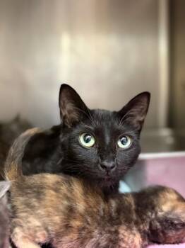 Domestic Short Hair Cats Available for Adoption in Disputanta, Virginia - Rosie | PetCurious