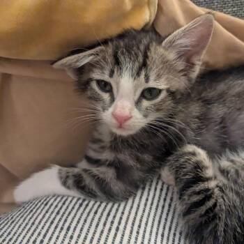 Domestic Short Hair Cats Available for Adoption in Pasadena, California - Turtle | PetCurious