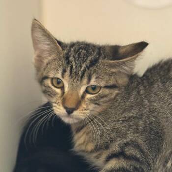 Yang -  Domestic Short Hair Cat for Adoption in Phoenix, Arizona - Yang | PetCurious