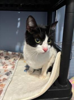 Zim -  Domestic Short Hair Cat Available for Adoption in Arthur, Ontario - Zim | PetCurious