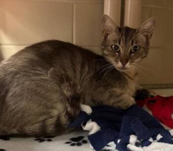 Fuji -  Domestic Short Hair Cat for Adoption in Bellevue, Washington - Fuji | PetCurious