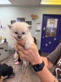 Siamese Cats Available for Adoption in St. George, Utah - Ponzu | PetCurious