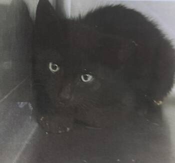 Spit -  Domestic Short Hair Cat for Adoption in Fort Madison, Iowa - Spit | PetCurious