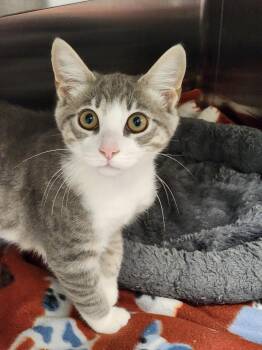 Bronwyn -  Domestic Short Hair Cat for Adoption in Hilton Head Island, South Carolina - Bronwyn | PetCurious