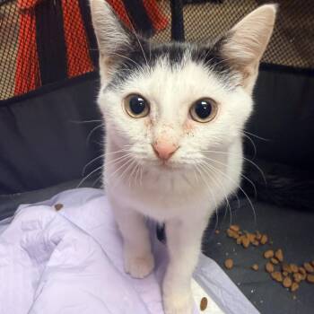Dolly -  Domestic Short Hair Cat for Adoption in Bellmawr, New Jersey - Dolly | PetCurious