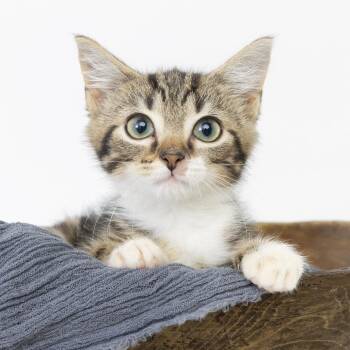 Meteorite -  Domestic Short Hair Cat for Adoption in Franklin, Tennessee - Meteorite | PetCurious