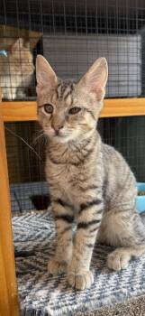 Burton -  Domestic Short Hair Cat for Adoption in Athens, Ohio - Burton | PetCurious