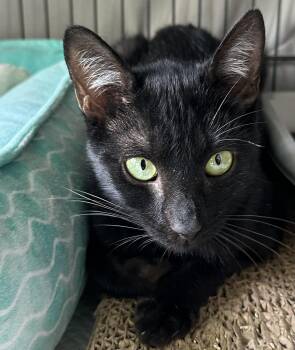 Rescue Domestic Short Hair Cats for Adoption in Los Angeles, California - Emerald | PetCurious