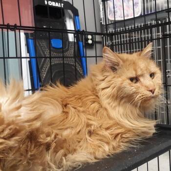 Domestic Long Hair Cats Available for Adoption - Eugene | PetCurious