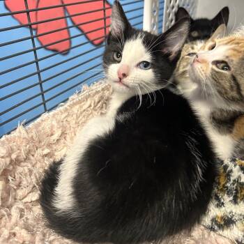 Domestic Short Hair Cats Available for Adoption in Binghamton, New York - Krypton | PetCurious