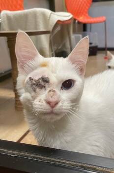 Domestic Short Hair Cats Available for Adoption in Vancouver, Washington - Eileen | PetCurious