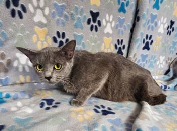 Thea -  Domestic Short Hair Cat for Adoption in Wabash, Indiana - Thea | PetCurious