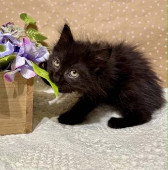 Faye -  Domestic Long Hair Cat Available for Adoption in Groveland, Massachusetts - Faye | PetCurious