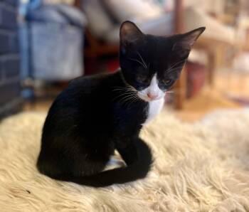 Bean -  Tuxedo Cat for Adoption in The Dalles, Oregon - Bean | PetCurious