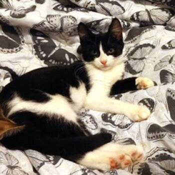 Rescue Domestic Short Hair Cats for Adoption in St. Cloud, Florida - Tony | PetCurious