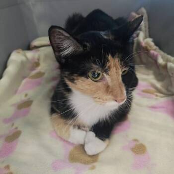 Callie -  Domestic Short Hair Cat for Adoption in Des Moines, Iowa - Callie | PetCurious