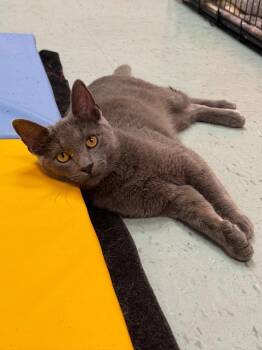Cowboy -  Russian Blue and Domestic Short Hair Cat for Adoption in Hartville, Ohio - Cowboy | PetCurious