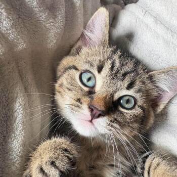 Eclipse -  American Shorthair Cat for Adoption in Franklin, Tennessee - Eclipse | PetCurious