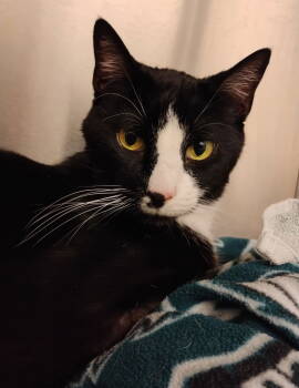 Rescue Domestic Short Hair Cats for Adoption in Breinigsville, Pennsylvania - Bob* | PetCurious