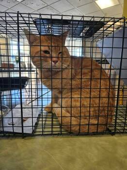 Hudson -  Domestic Short Hair Cat for Adoption in Rockwall, Texas - Hudson | PetCurious