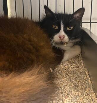 Domestic Long Hair Cats Available for Adoption in Lockhart, Texas - Panda | PetCurious