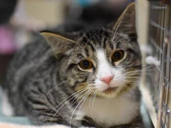 Rose -  Domestic Short Hair Cat for Adoption in Portland, Oregon - Rose | PetCurious