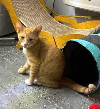 Doug -  Domestic Short Hair Cat for Adoption in Grand Rapids, Michigan - Doug | PetCurious